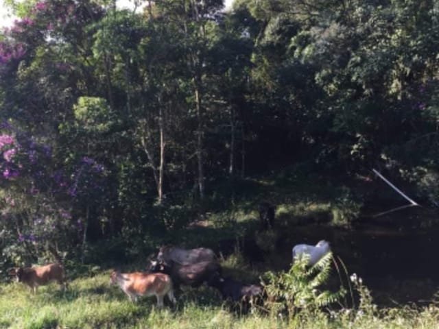 Sítio com 338800m², à venda, no bairro Serra dos Rodrigues  em Cambuí