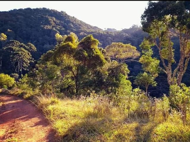 Sítio com 338800m², à venda, no bairro Serra dos Rodrigues  em Cambuí