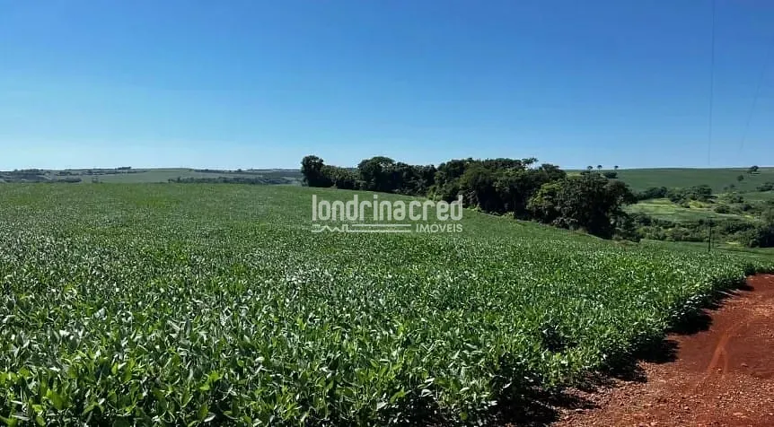 Fazenda, 19 hectares - Foto 4