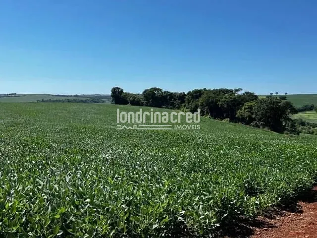 Sítio com 192000m², à venda, no bairro RURAL em Uraí