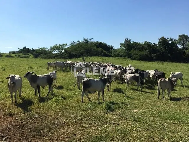 Sítio com 169400m², à venda, no bairro Vila Lambari em Mococa