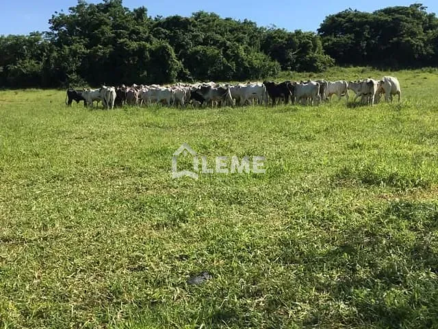Sítio com 169400m², à venda, no bairro Vila Lambari em Mococa