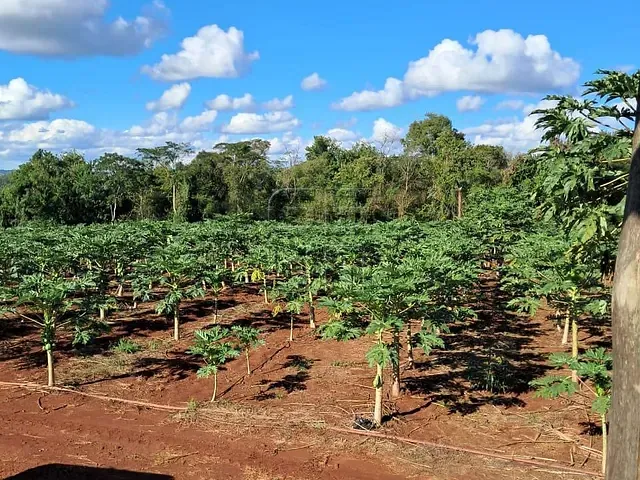 Sítio com 250m² 4 quartos e 4 banheiros, à venda, no bairro Jacutinga em Ibiporã