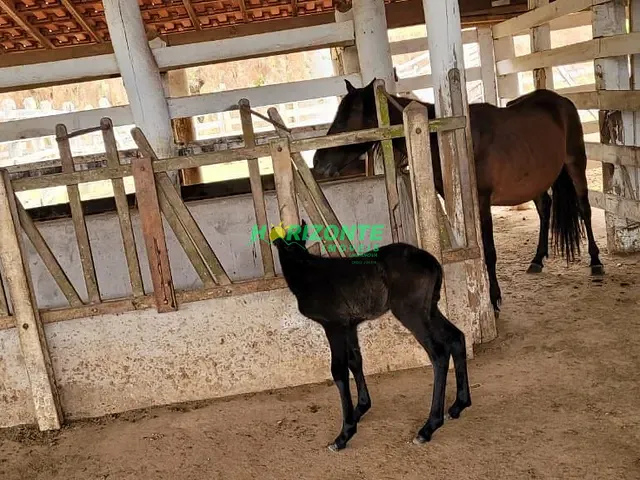 Sítio com 458000m² 3 quartos e 2 banheiros, à venda, no bairro Buquirinha em São José dos Campos
