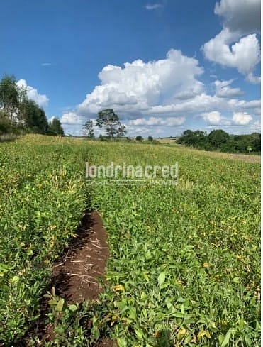 Fazenda, 6 hectares - Foto 6