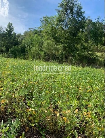 Fazenda, 6 hectares - Foto 4