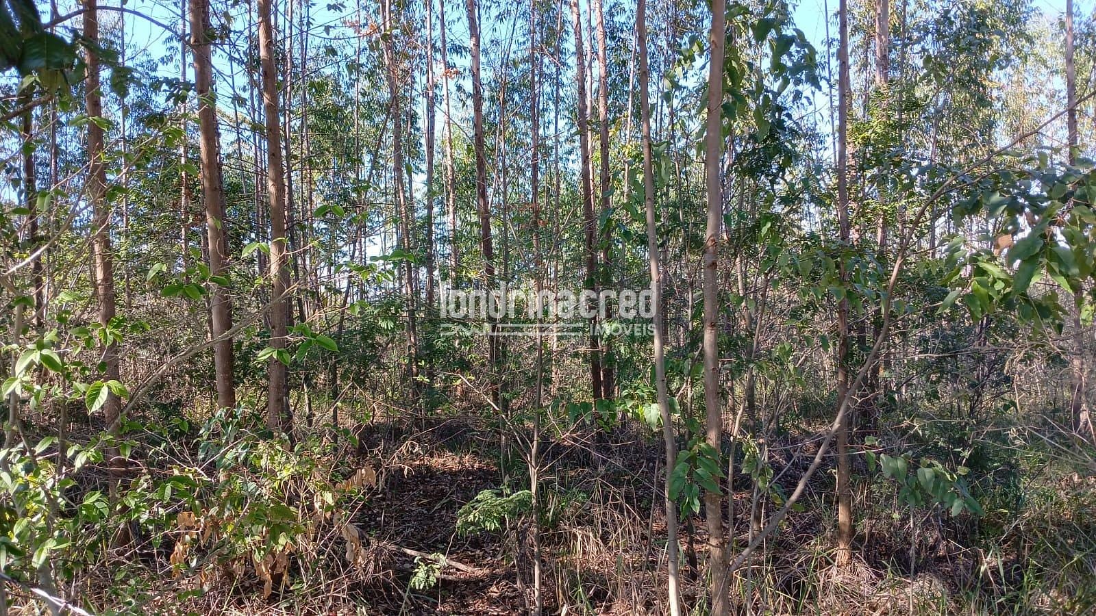 Fazenda, 6 hectares - Foto 11