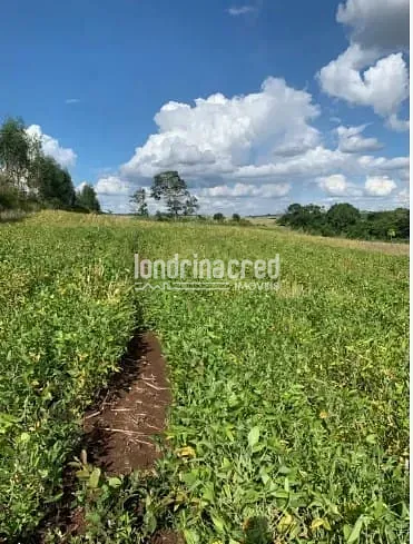 Fazenda, 6 hectares - Foto 7