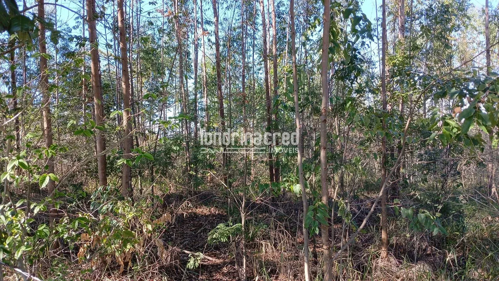 Fazenda, 6 hectares - Foto 11