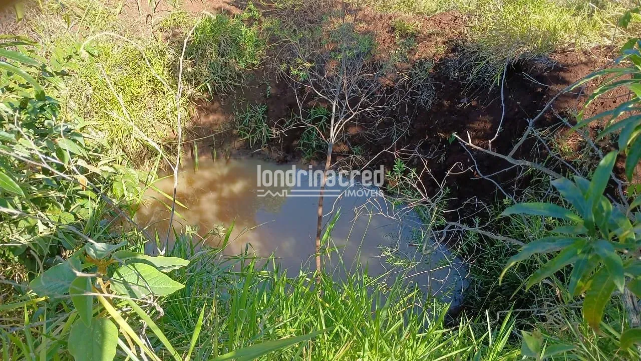 Fazenda, 6 hectares - Foto 10