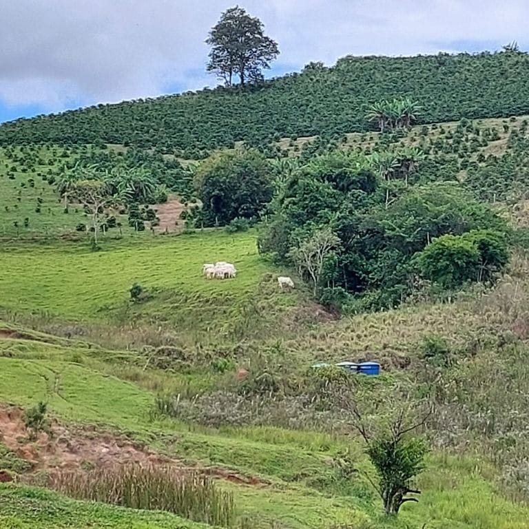 Rural / Chácara no Zona Rural — foto 13