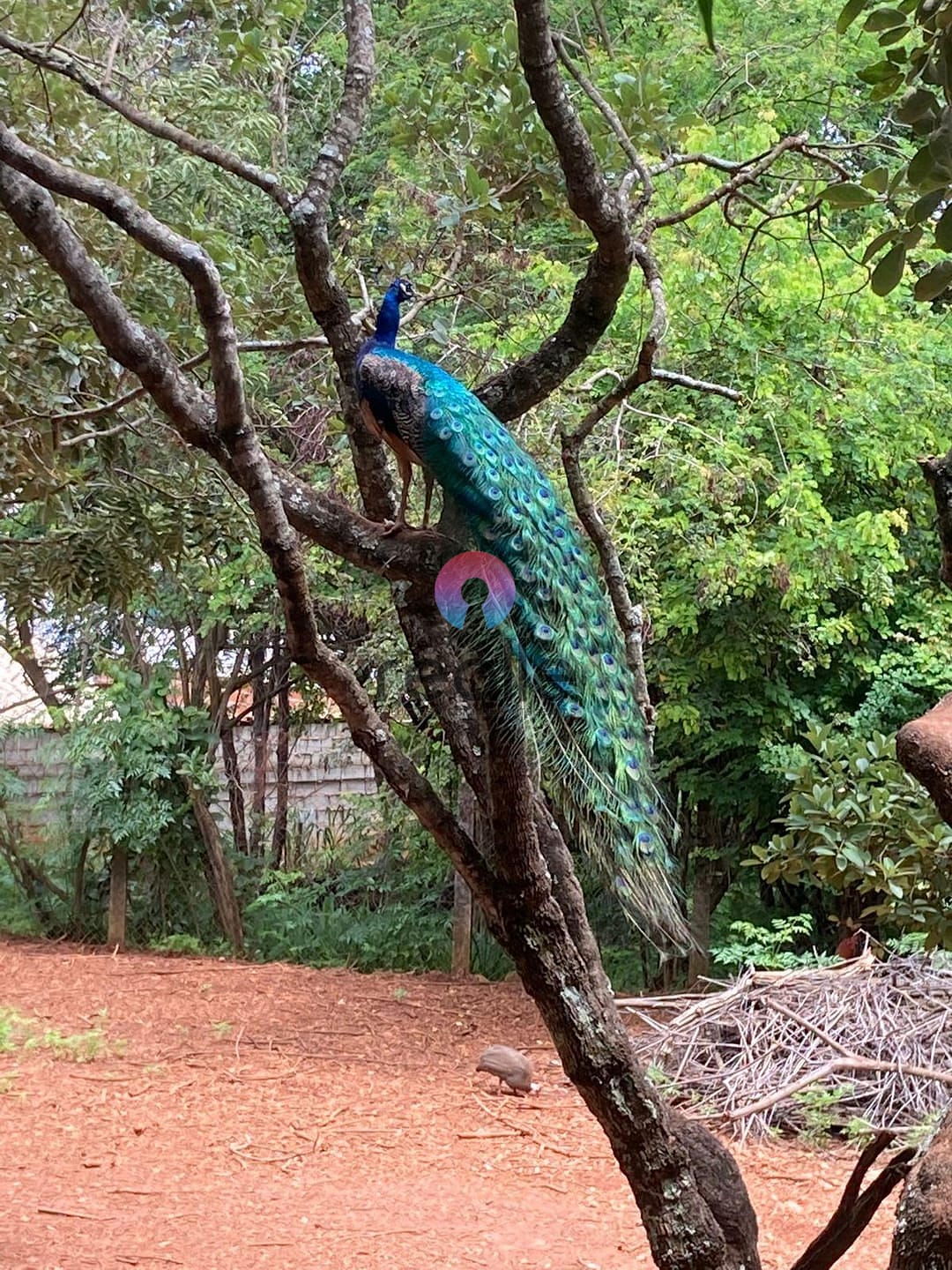 Sítio, 5 quartos, 3 hectares - Foto 20