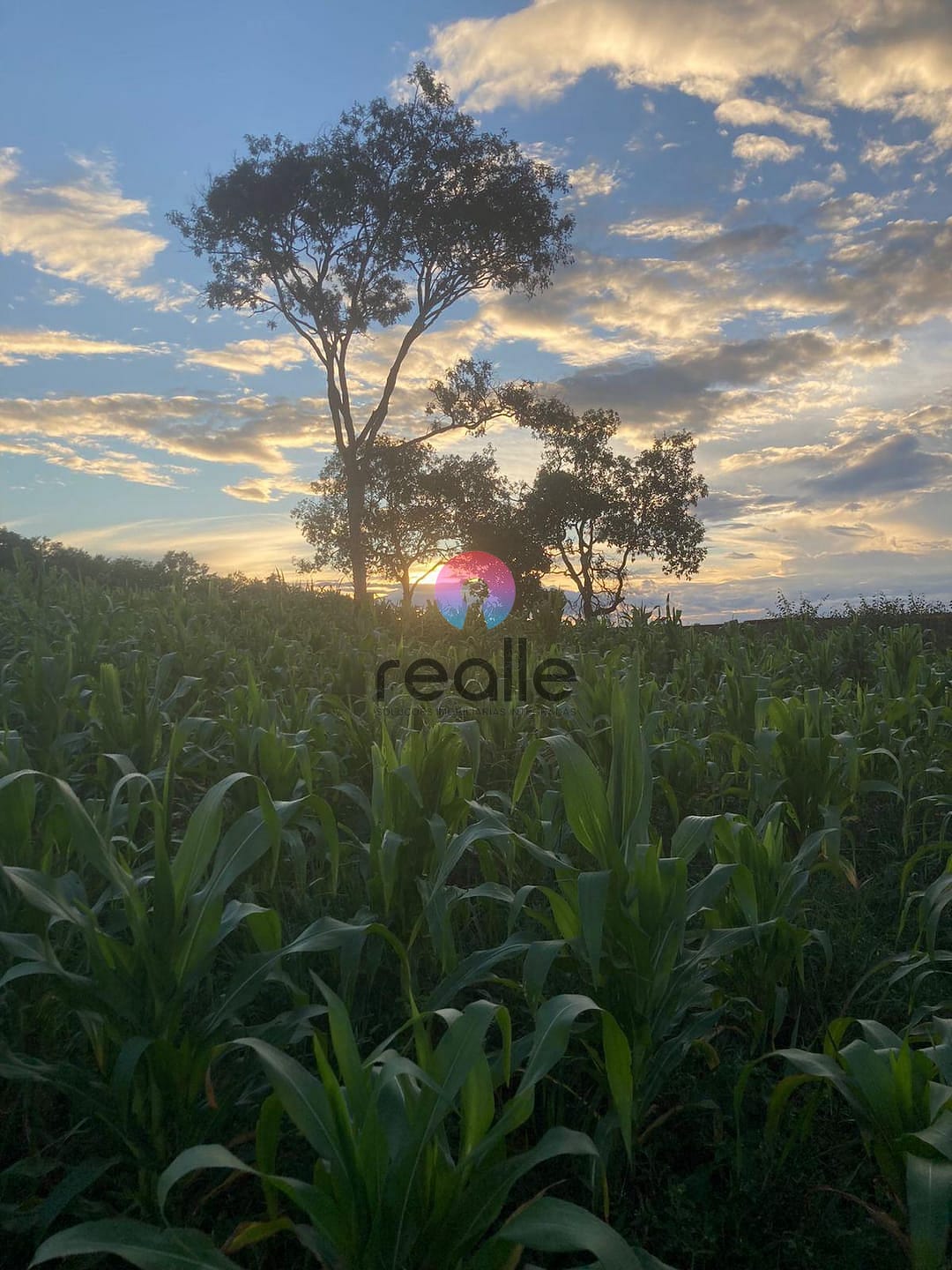 Sítio, 5 quartos, 3 hectares - Foto 19