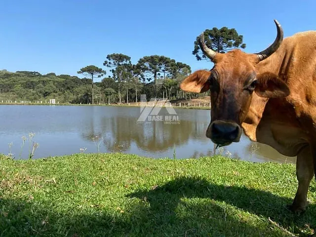 Sítio com 338000m² 3 quartos e 2 banheiros, à venda, no bairro Serra da Esperança em Guarapuava