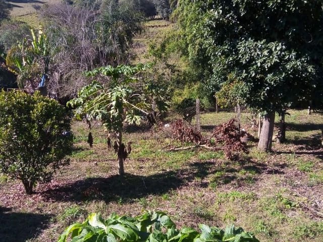 Sítio com 4700m², à venda, no bairro Nunes de Baixo em Cambuí