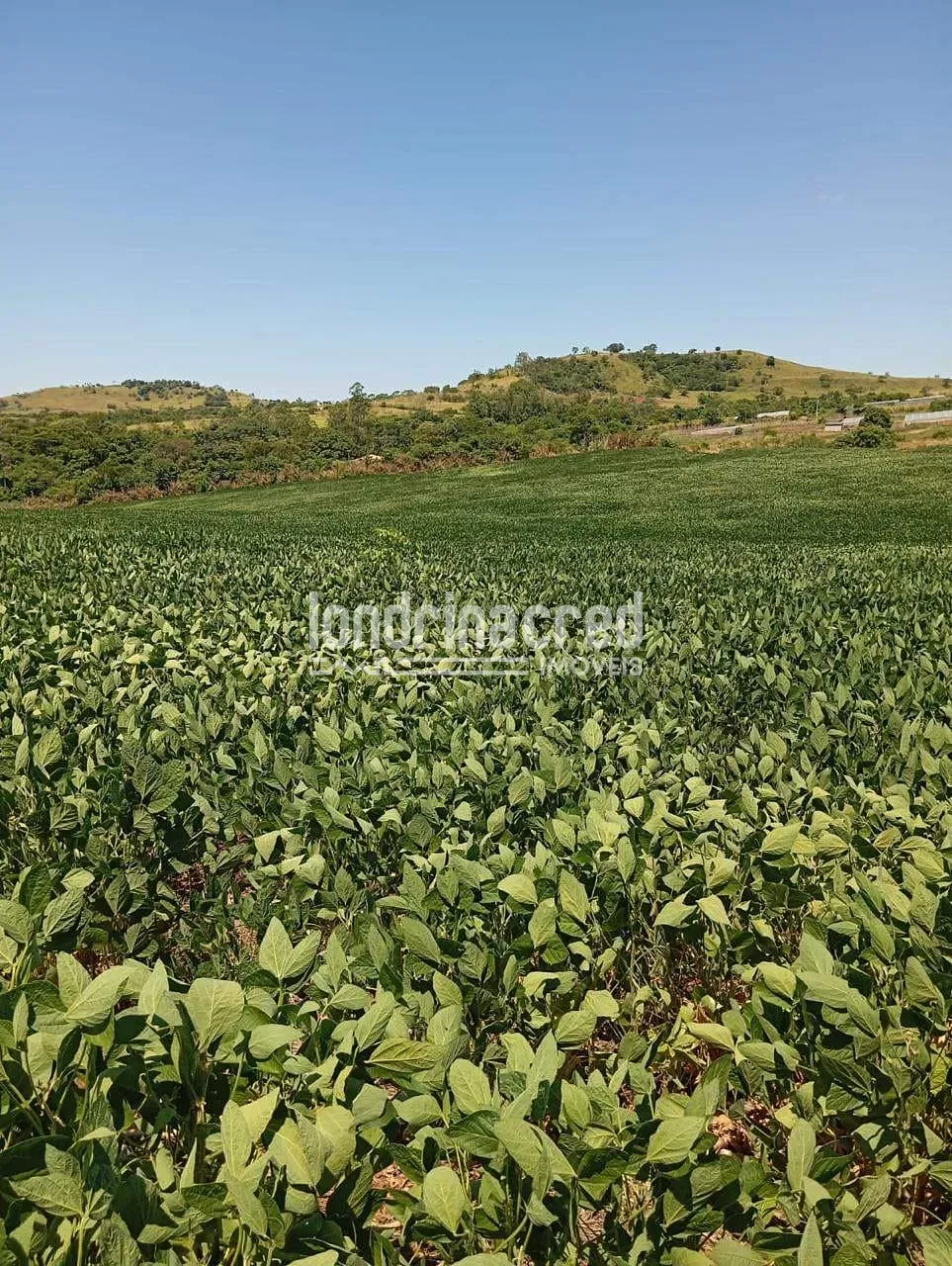 Fazenda, 10 hectares - Foto 1