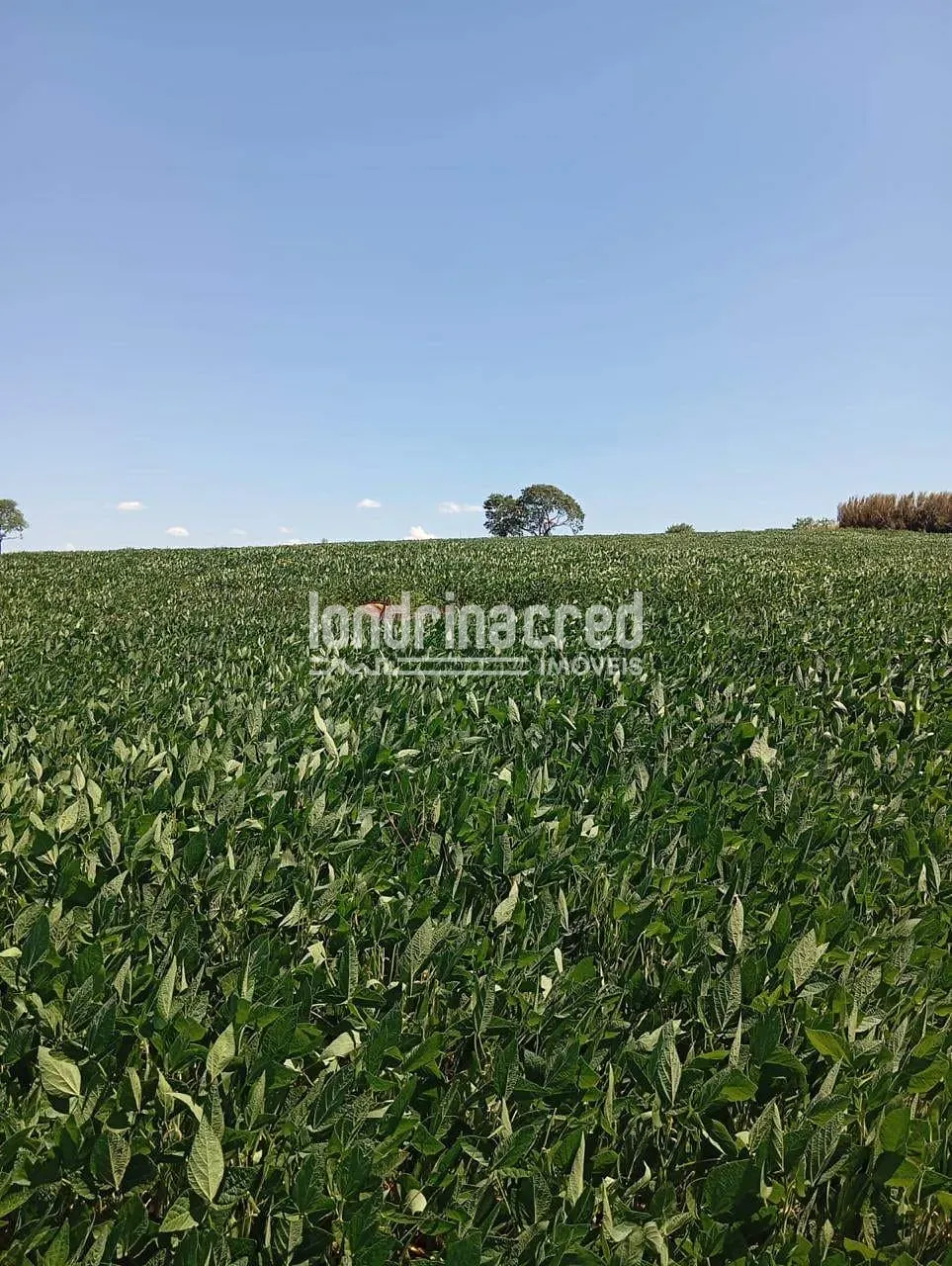 Fazenda, 10 hectares - Foto 2