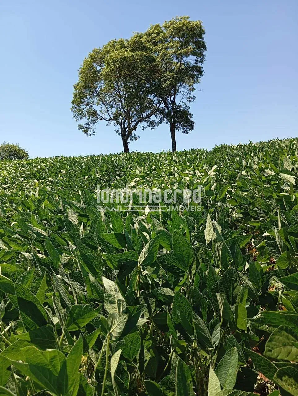 Fazenda, 10 hectares - Foto 6