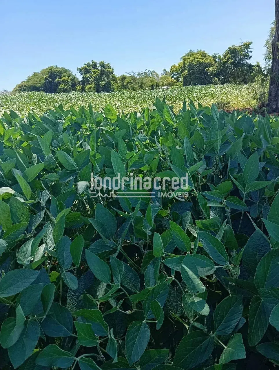 Fazenda, 10 hectares - Foto 3