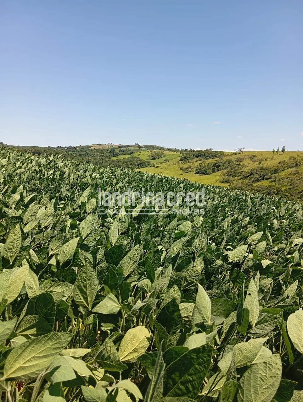 Fazenda, 10 hectares - Foto 4