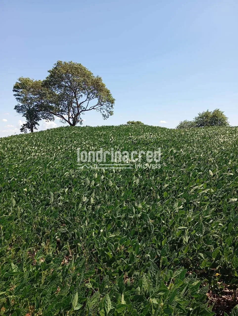 Fazenda, 10 hectares - Foto 7
