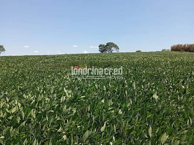 Sítio com 96800m², à venda, no bairro Rural em Uraí