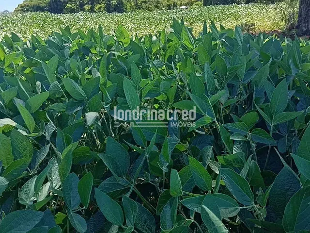 Sítio com 96800m², à venda, no bairro Rural em Uraí