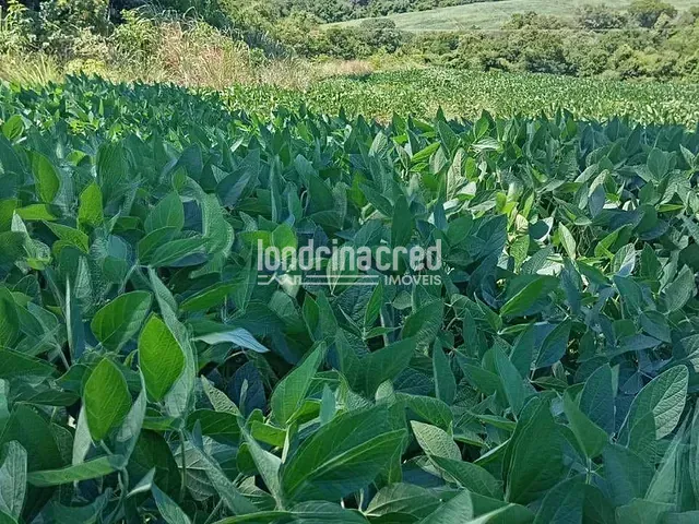 Sítio com 96800m², à venda, no bairro Rural em Uraí