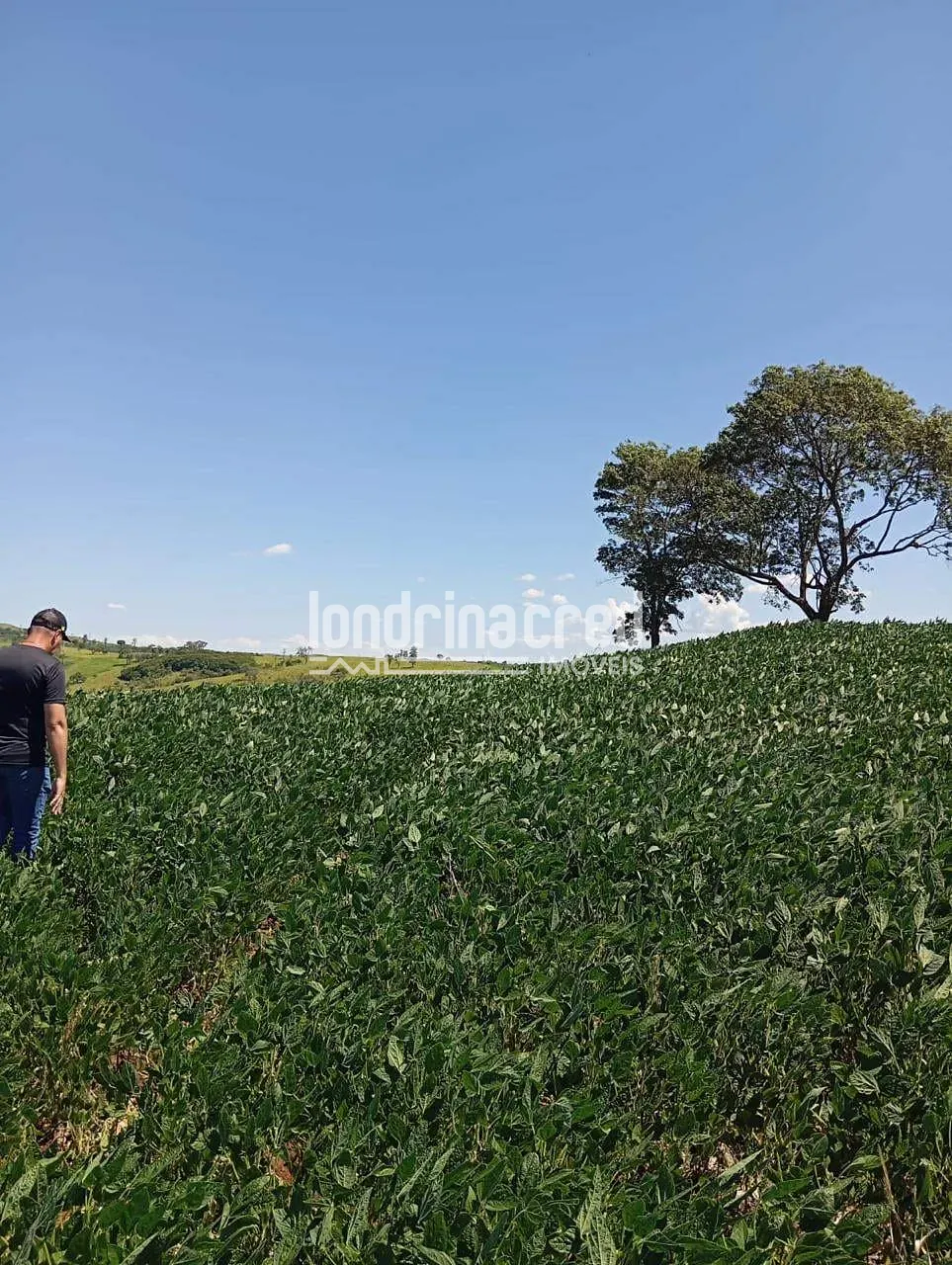Fazenda, 10 hectares - Foto 9