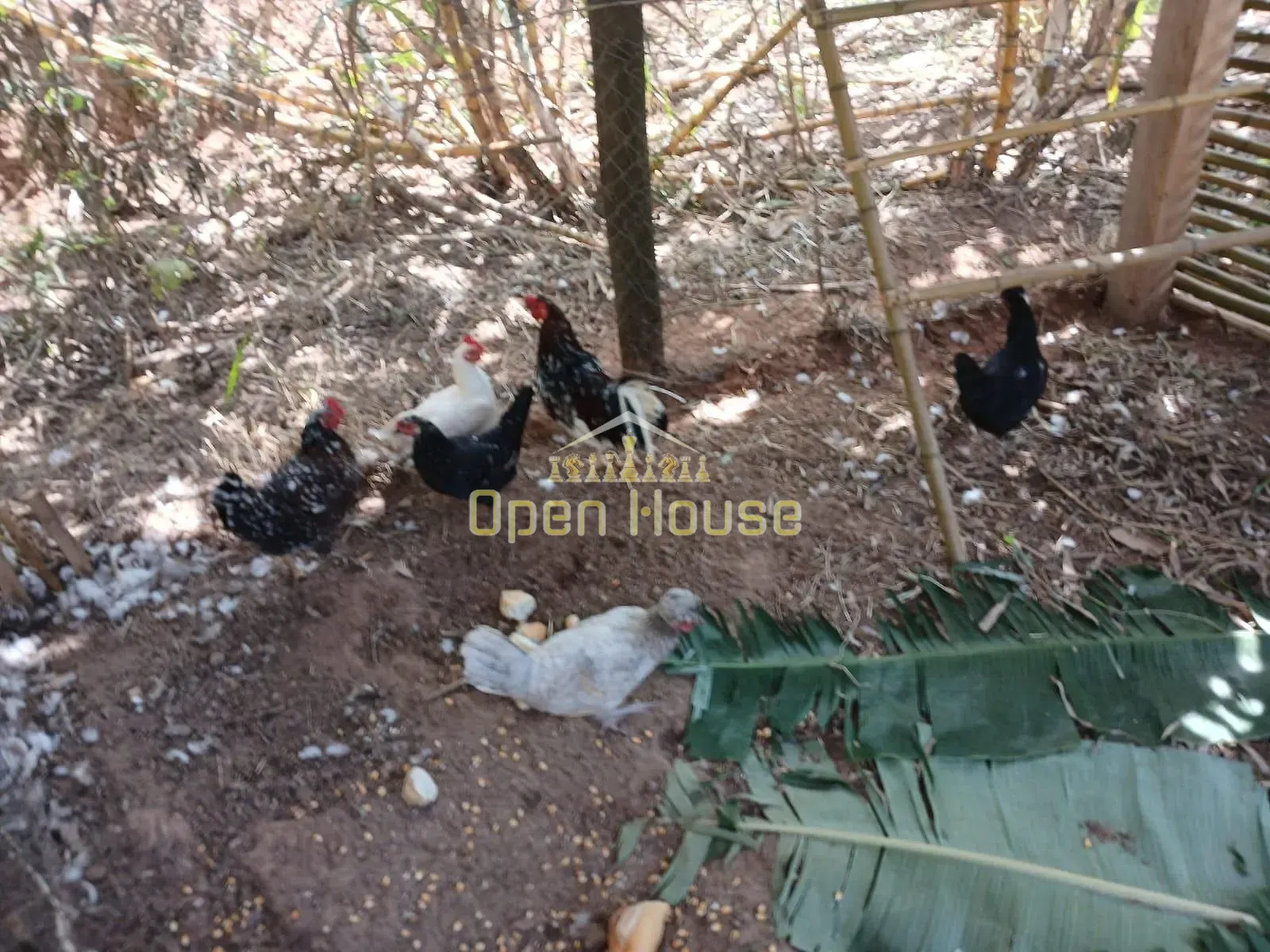 Fazenda, 30 hectares - Foto 46