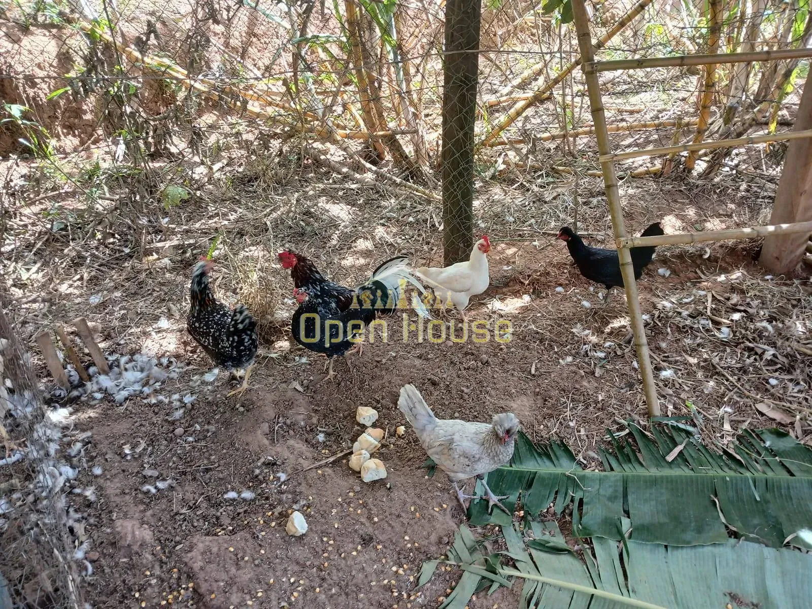 Fazenda, 30 hectares - Foto 76
