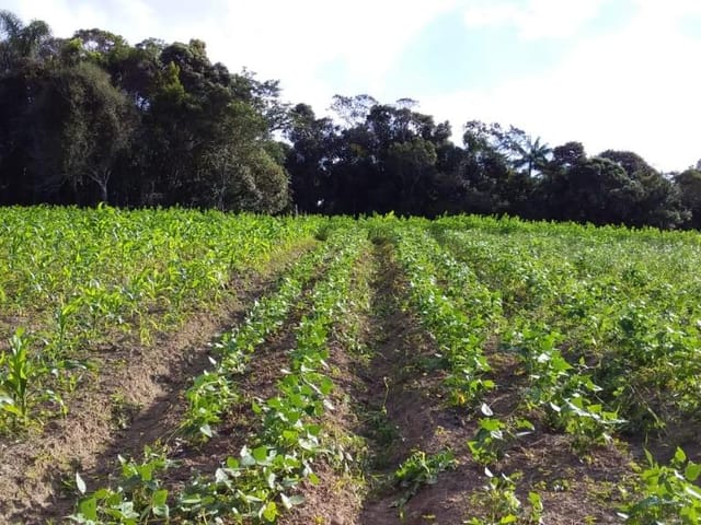 Foto do Sítio - Sítio com 3 dormitórios à venda, 48000 m² por R$ 450.000,00 - Biritiba Ussu - Mogi das Cruzes/SP | ZONA LESTE IMÓVEIS