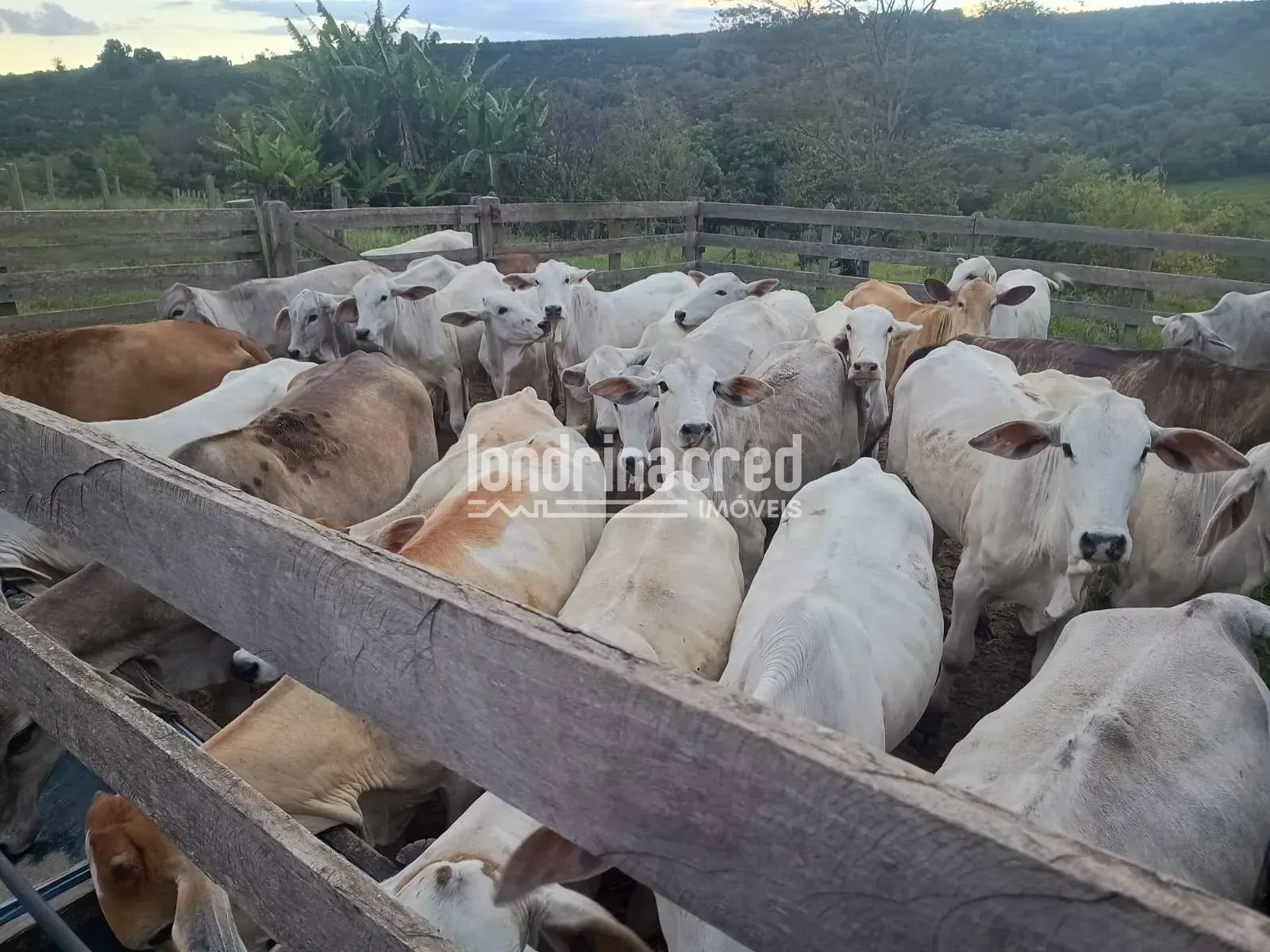 Fazenda, 1200 hectares - Foto 16