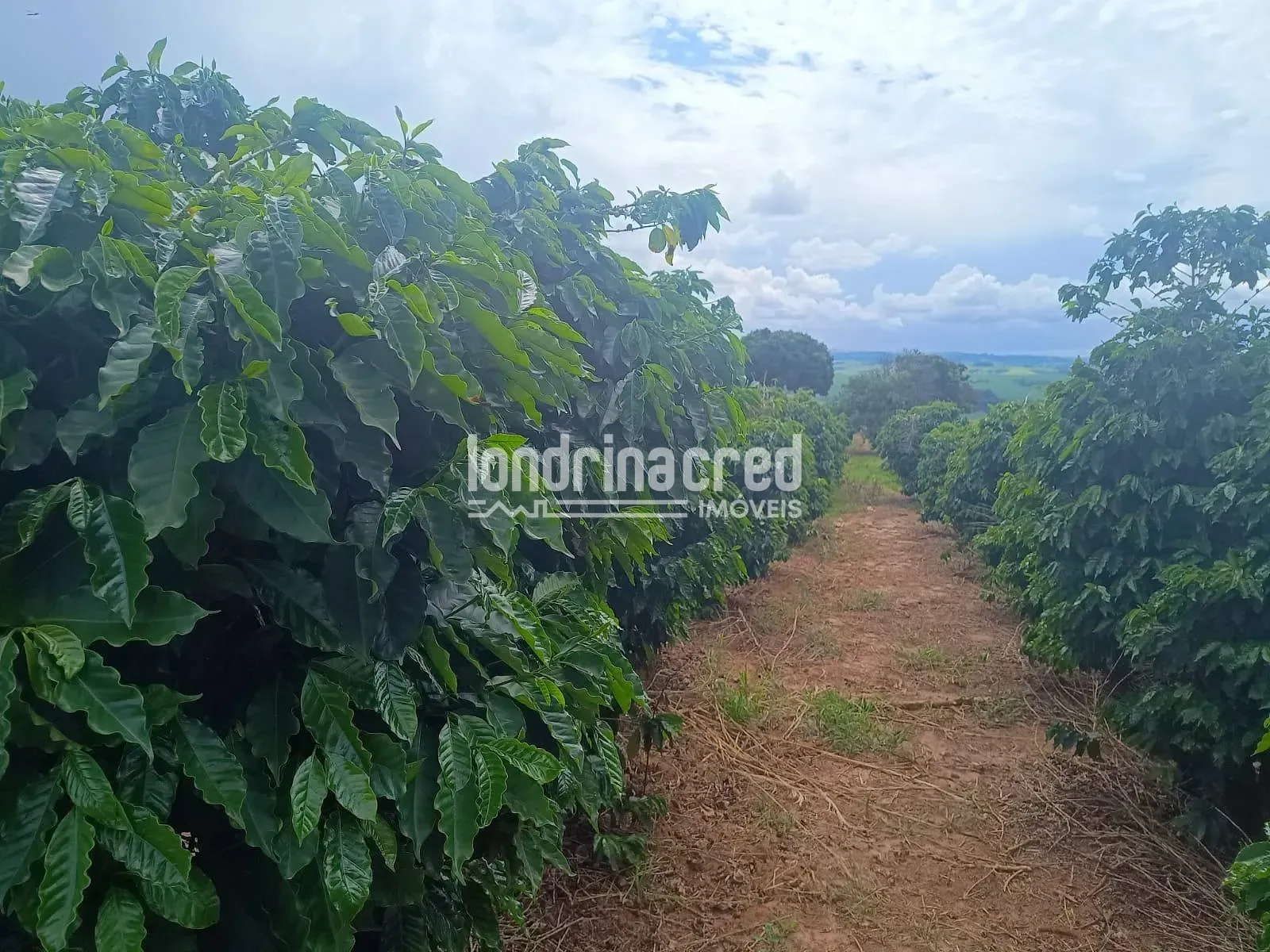 Fazenda, 1200 hectares - Foto 18