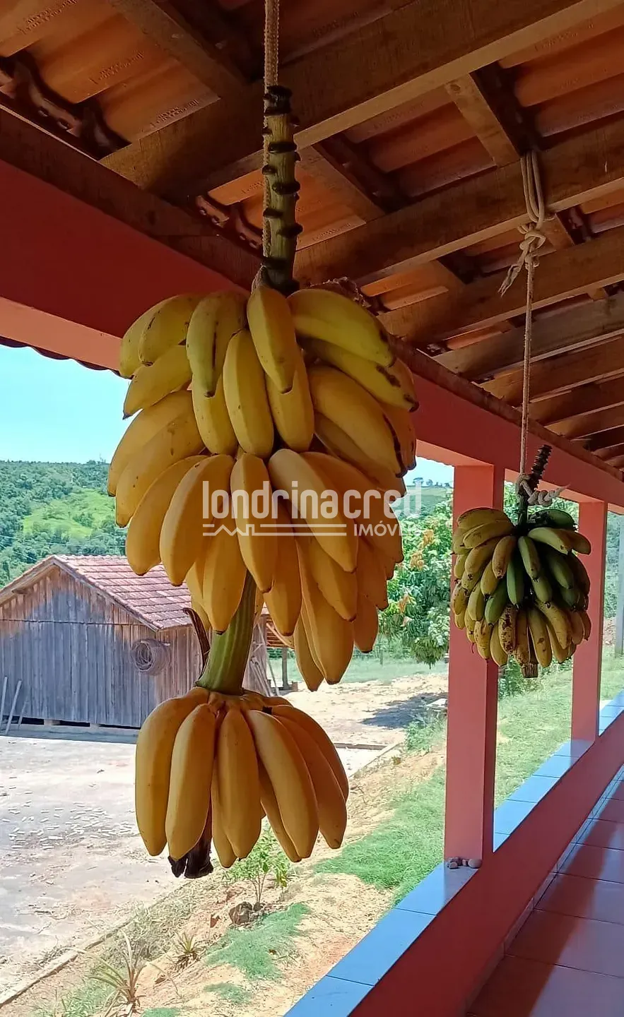 Fazenda, 1200 hectares - Foto 27