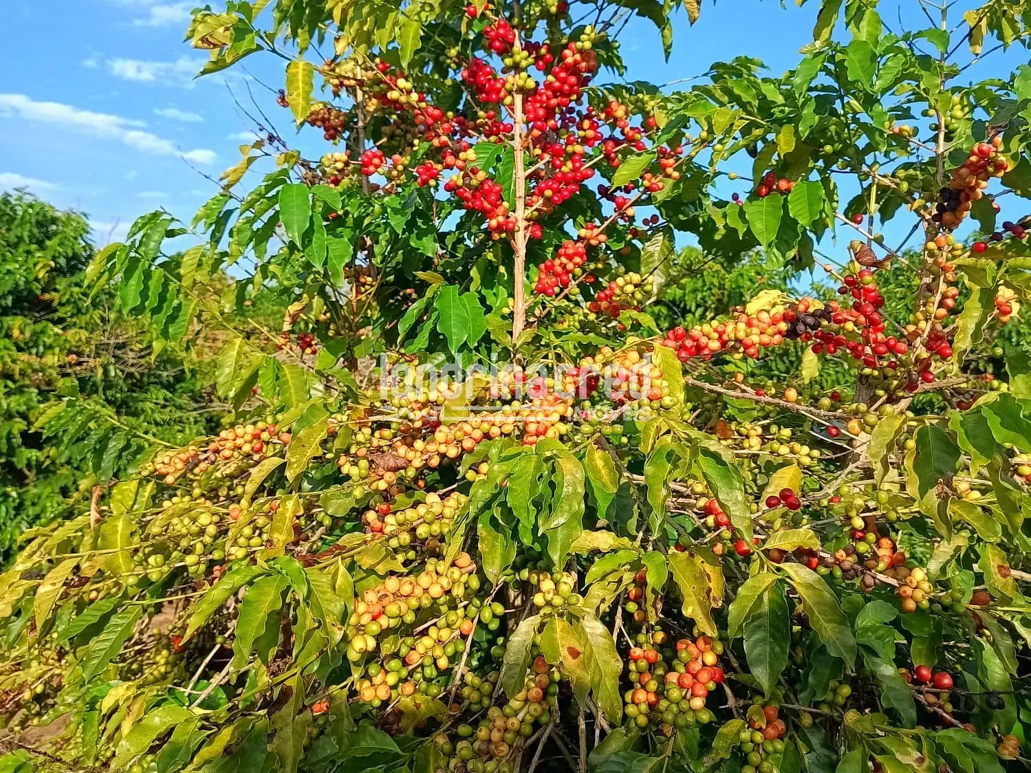 Fazenda, 1200 hectares - Foto 2