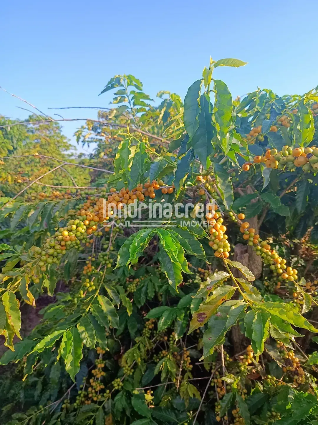 Fazenda, 1200 hectares - Foto 29