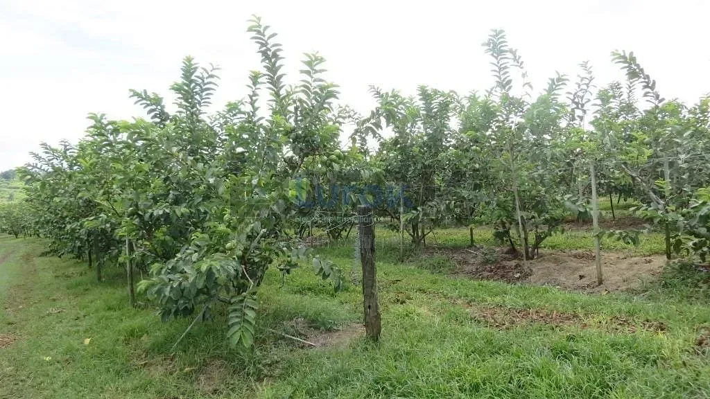 Sítio, 3 quartos, 3 hectares - Foto 30