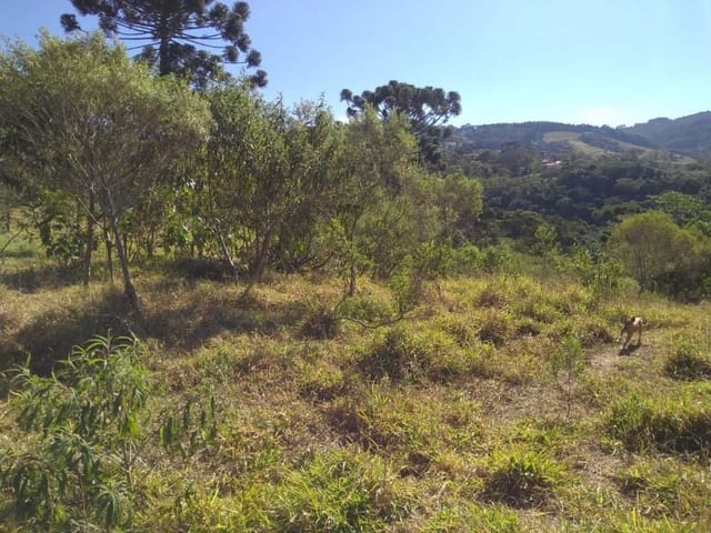 Sítio com 28000m², à venda, no bairro Zona Rural em Ouro Fino