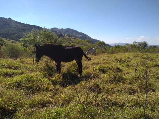 Sítio com 28000m², à venda, no bairro Zona Rural em Ouro Fino