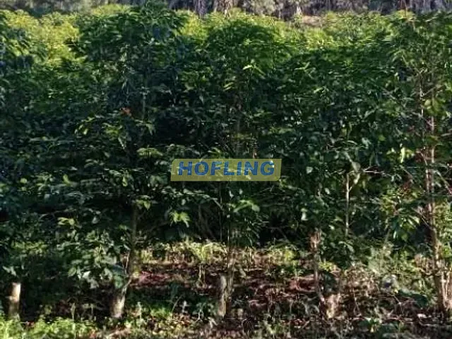 Sítio com 382550m² 2 quartos e 3 banheiros, à venda, no bairro Zona Rural em Ouro Fino