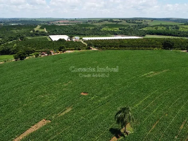 Sítio com 77000m², à venda, no bairro Área Rural de Holambra em Holambra