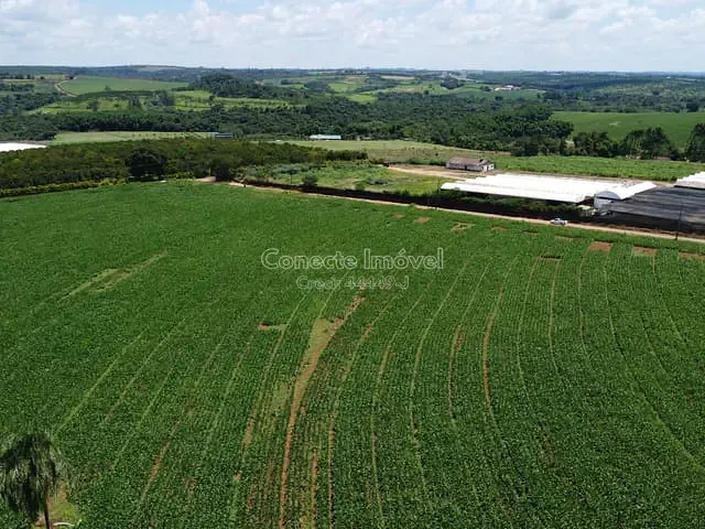 Sítio com 77000m², à venda, no bairro Área Rural de Holambra em Holambra
