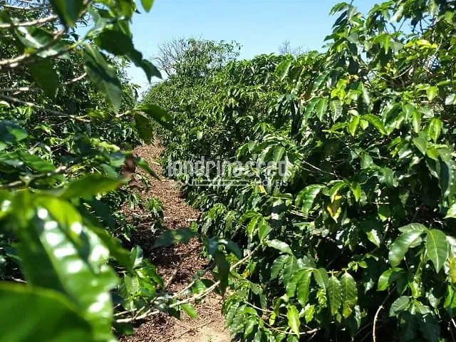 Sítio com 30000m², à venda, no bairro Lavrinha em Pinhalão
