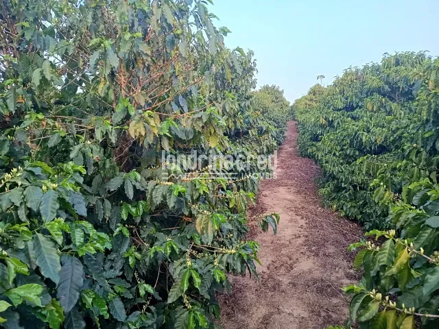 Sítio com 30000m², à venda, no bairro Lavrinha em Pinhalão