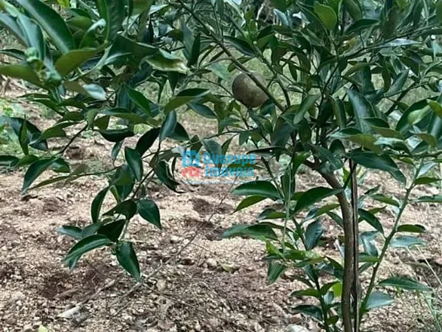 Sítio à venda, no bairro SITIO ARCEBURGO em ARCEBURGO
