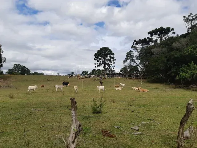 Sítio à venda, no bairro Centro em Araucária