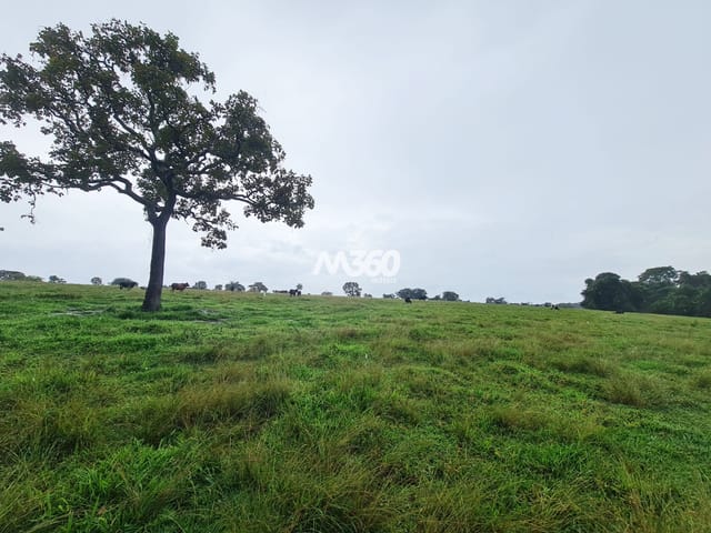 Foto do Sítio - Sítio à venda - 5 Alqueires - Itaberaí | M360 Imóveis