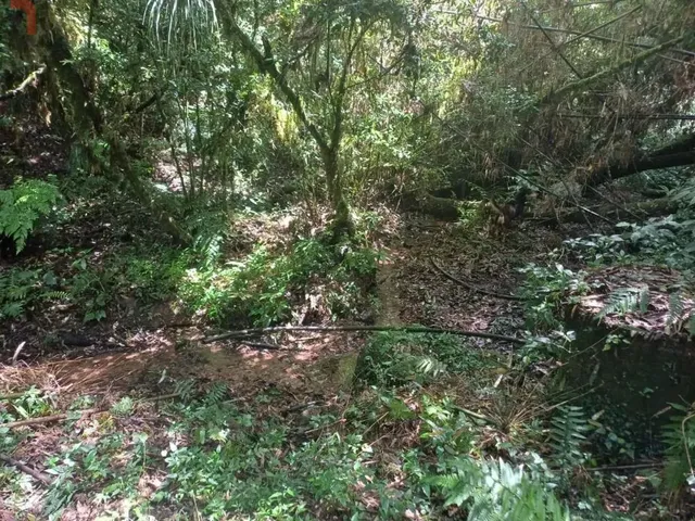 Sítio à venda, no bairro Bateias em Campo Largo
