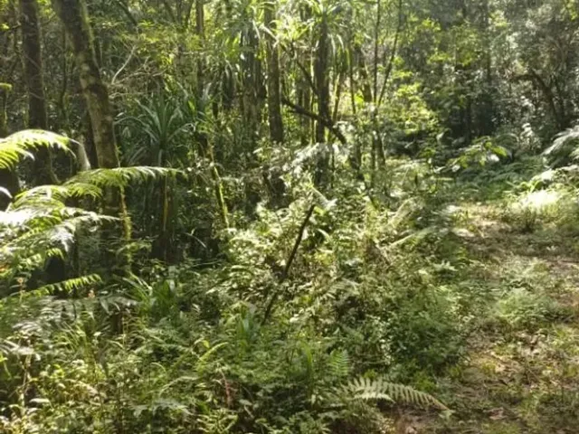 Sítio à venda, no bairro Bateias em Campo Largo